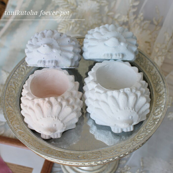 はりねずみ鉢 白鉢 陶器鉢 多肉永遠鉢