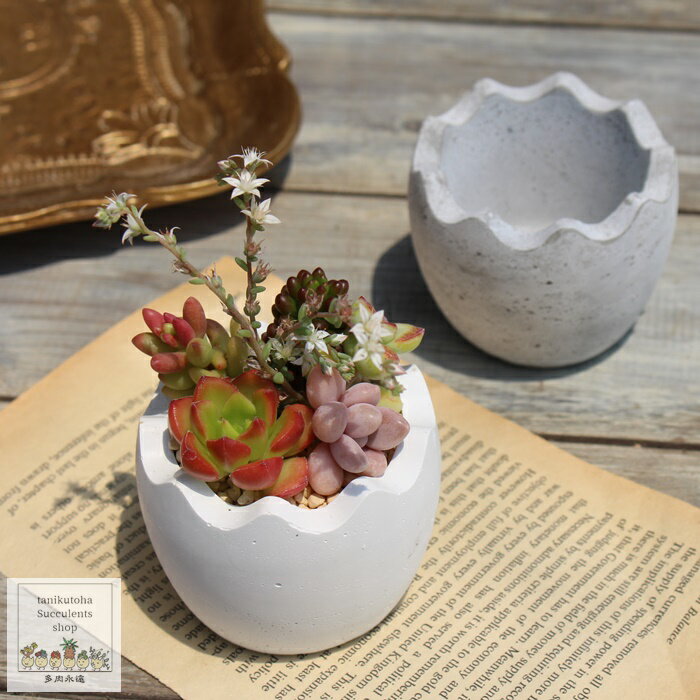 卵鉢 白鉢 陶器鉢 多肉永遠鉢