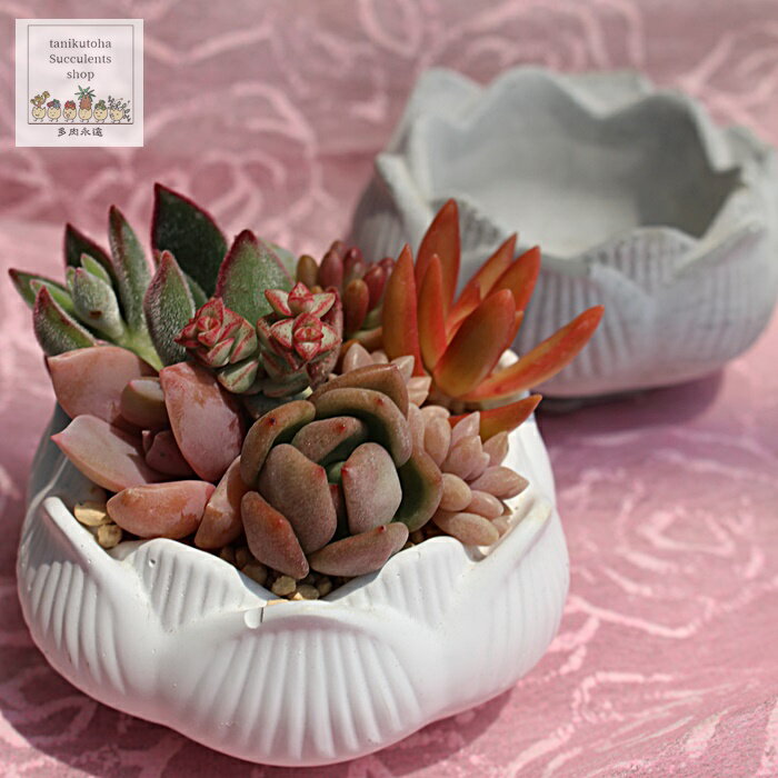 Other - 蓮鉢 陶器鉢 多肉永遠鉢