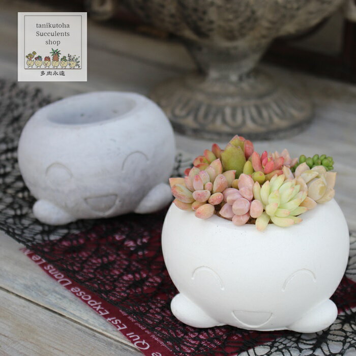 樂天商城 - ニコニコ鉢 白鉢 陶器鉢 多肉永遠鉢