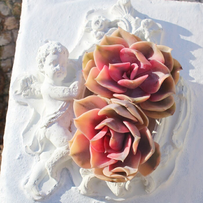 多肉植物 エケベリア レインボー 韓国苗 Echeveria 'Rainbow' 観葉植物 インテリア ガーデニング 寄せ植え 育てやすい 丈夫 紅葉 斑入り 多肉永遠