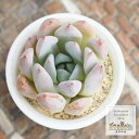 苺ミルク大福 多肉永遠ラベル付 エケベリア Mサイズ5.5cmポット Echeveria ichigomilk daifuku 薔薇咲 多肉植物 小〜中型種 ロゼットタイプ きれい かわいい