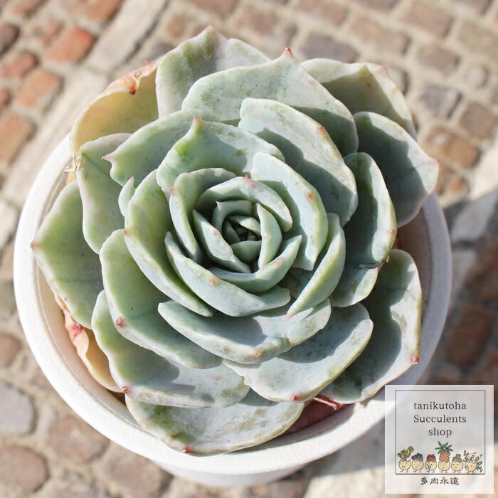 Vo[NB[ GPxA Jbgc 5.5cm|bg Echeveria silver queen variegata KN A `^ [bg^Cv ꂢ 킢