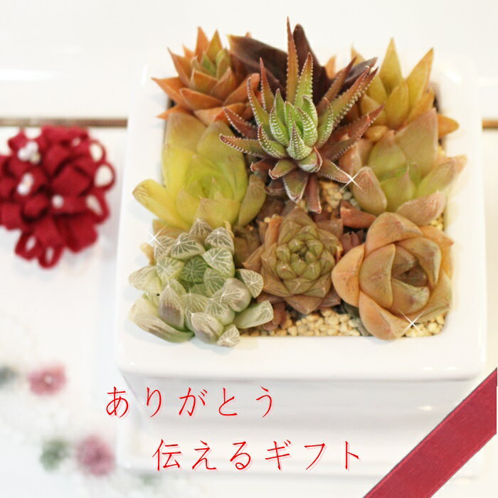 樂天商城 - 母の日 2026 多肉植物 寄せ植え ハオルチア キューブ 送料無料 ギフト 感謝状付き 1,000種類以上栽培する専門店厳選 プレゼント 記念日 お祝い 花 鉢植え 観葉植物 室内 誕生日 透明窓 宝石のような多肉 多肉永遠