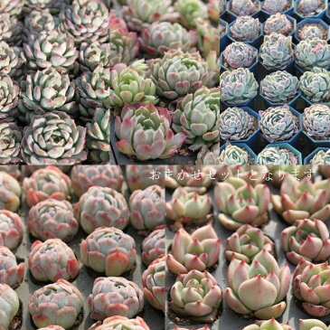 韓国苗 エケベリア おまかせ5種類セット 多肉植物 S〜Mサイズカット苗 3cmから5cm苗 名前付き 薔薇咲き ロゼット echeveria