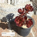 ベルート B 4頭 JI5 アエオニウム 年代物多肉 7.5cmポット おすすめ販売 写真の子をお届け 贈り物 盆栽仕立て 観葉植物 インテリア かわいい かっ...