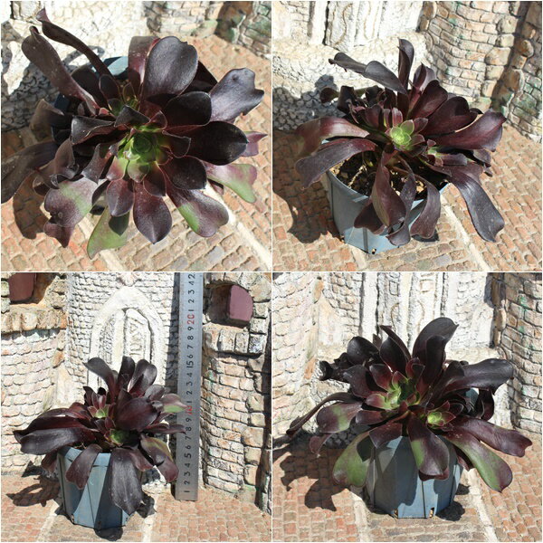 カシミアバイオレット 大木大苗群生1 カット苗 4頭 JI14 エケベリア 年代物多肉 10cmポット おすすめ販売 写真の子をお届け 贈り物 盆栽仕立て インテリア かわいい かっこいい 開店祝 結婚祝 観葉植物