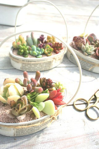 多肉植物 寄せ植え 送料無料 ジャンクオリジナルハンドル ギフト 贈り物 観葉植物 インテリア ハロウィン 敬老の日 新築祝 誕生日祝 開店祝 結婚式祝 多肉永遠