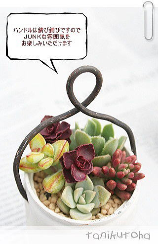 多肉植物 寄せ植え 送料無料 ジャンクオリジナルミニハンドル ギフト 贈り物 観葉植物 インテリア ハロウィン 敬老の日 新築祝 誕生日祝 開店祝 結婚式祝 多肉永遠