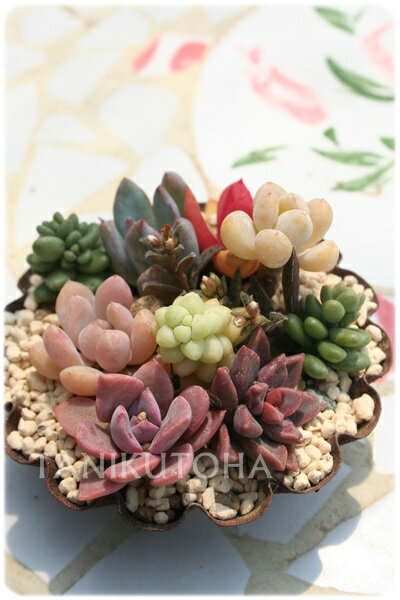多肉植物 寄せ植え 送料無料 ジャンクゼリーカップ ギフト 贈り物 観葉植物 インテリア ハロウィン 敬老の日 新築祝 誕生日祝 開店祝 結婚式祝 多肉永遠