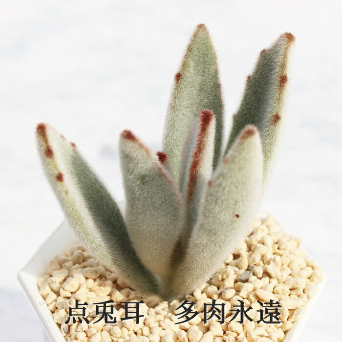 点兎耳 カランコエ Mサイズ6cmポット kalanchoe tomentosa 多肉植物 小〜中型種 葉を重ねるタイプ うさ耳シリーズ 兎シリーズ