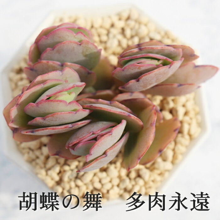 Ӓ̕ JRG MTCY6cm|bg kalanchoe tomentosa A `^ td˂^Cv sN 킢 