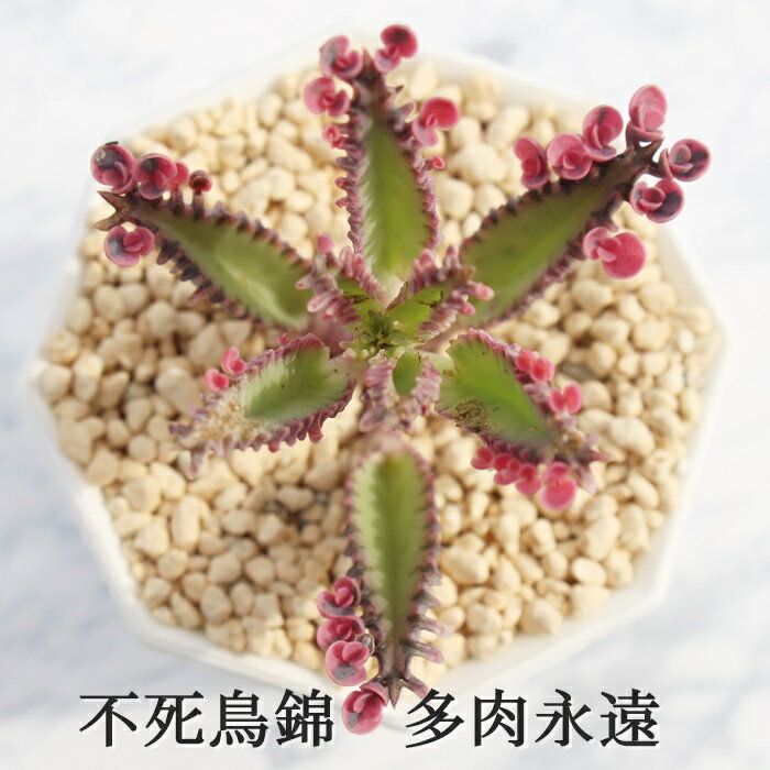 不死鳥錦 カランコエ Mサイズ5.5cmポット kalanchoe fusityou-nisiki 多肉植物 小〜中型種 仔芽で増えるタイプ かわいい おしゃれ