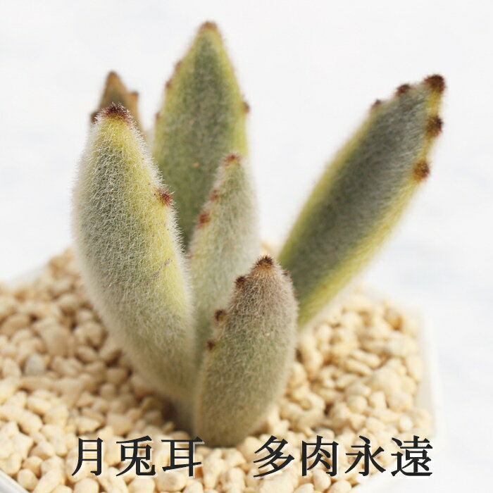 月兎耳錦 カランコエ Mサイズ6cmポット kalanchoe TOMENTOSA VARIEGATA 多肉植物 小〜中型種 葉を重ねるタイプ ピンク かわいい おしゃれ うさ耳シリーズ