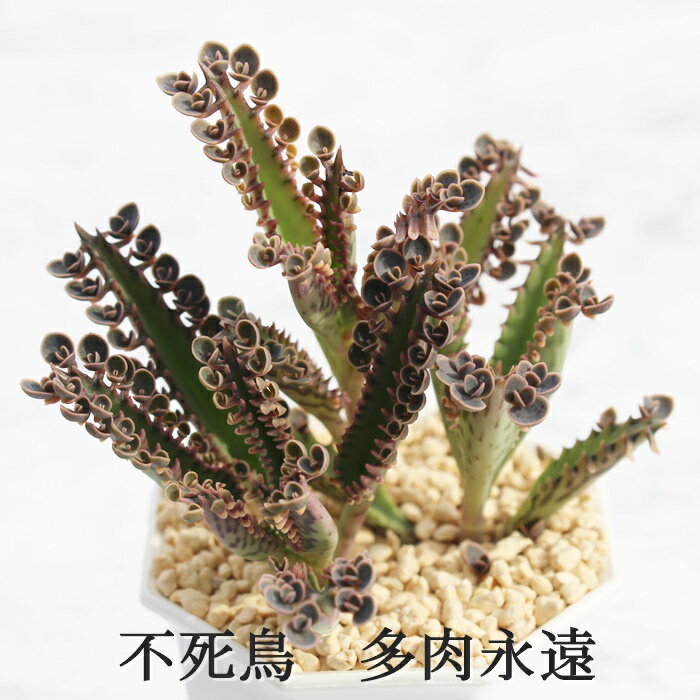 s JRG MTCY6cm|bg kalanchoe fusityou A `^ eő^Cv 킢 