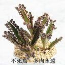 不死鳥 カランコエ Mサイズ6cmポット kalanchoe fusityou 多肉植物 小〜中型種 仔芽で増えるタイプ かわいい おしゃれ