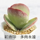 紅唐印 カランコエ Mサイズ6cmポット kalanchoe thyrsiflora 多肉植物 小~中型種 葉を重ねるタイプ かわいい おしゃれ 微毛