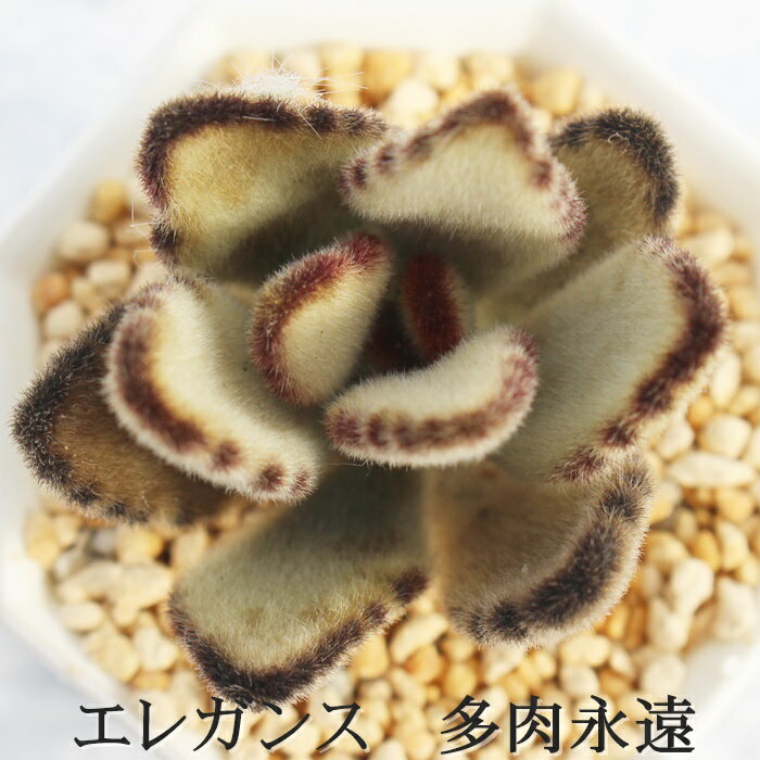 エレガンス カランコエ Mサイズ6cmポット kalanchoe tomentosa cv 'elegans' 多肉植物 小〜中型種 葉を重ねるタイプ かわいい おしゃれ もけもけ うさ耳シリーズ