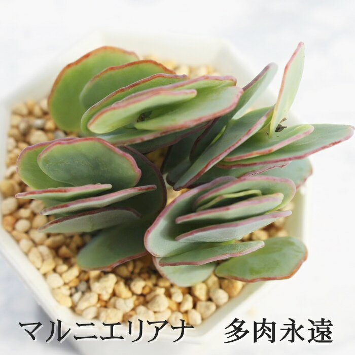 }jGAi JRG MTCY6cm|bg kalanchoe marnieriana A `^ td˂^Cv 킢 