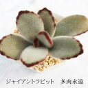 ジャイアントラビット カランコエ Mサイズ6cmポット kalanchoe tomentosa cv 'giant' 多肉植物 小〜中型種 葉を重ねるタイプ かわいい おしゃれ もけもけ うさ耳シリーズ