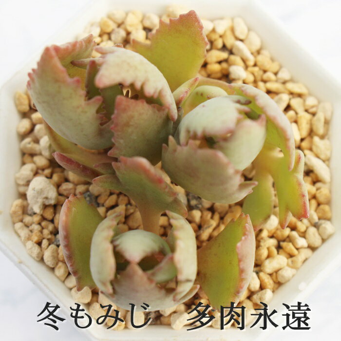 ~݂ JRG MTCY6cm|bg kalanchoe grandiflora 'fuyumomiji' A `^ ^Cv 킢 