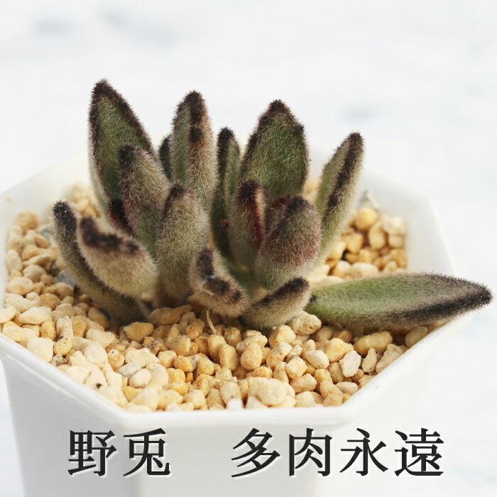 野兎 カランコエ Mサイズ6cmポット kalanchoe TOMENTOSA CV 'NOUSAGI' 多肉植物 小〜中型種 葉を重ねるタイプ かわいい おしゃれ もけもけ うさ耳シリーズ