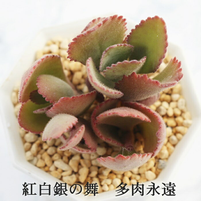 g̕ JRG MTCY6cm|bg kalanchoe 'benihakuginmai' A `^ ^Cv 킢 