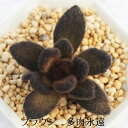 ブラウン カランコエ Mサイズ6cmポット kalanchoe tomentosa cv 'brown' 多肉植物 小〜中型種 葉を重ねるタイプ かわいい おしゃれ もけもけ うさ耳シリーズ