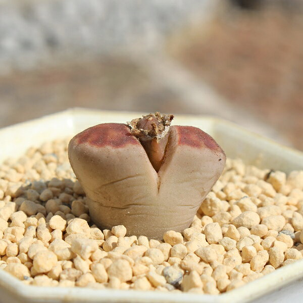 リトープス トップレッド 1頭 Lithops 'Top Red' 多肉植物 多肉永遠 ジュエリース...