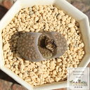 李夫人 リトープス Mサイズ 5.5cmポット 小〜中型 分頭タイプ Lithops salicola 多肉植物