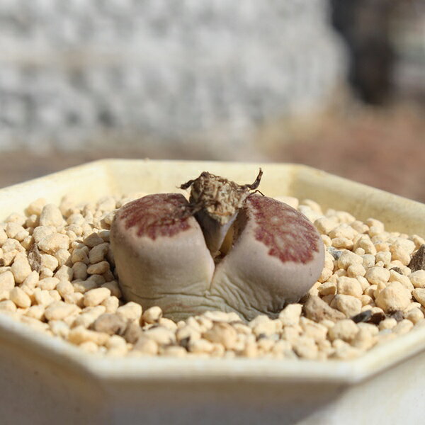 リトープス 菊章玉 1頭 Lithops lesliei 多肉植物 多肉永遠 ジュエリーストーン 生...