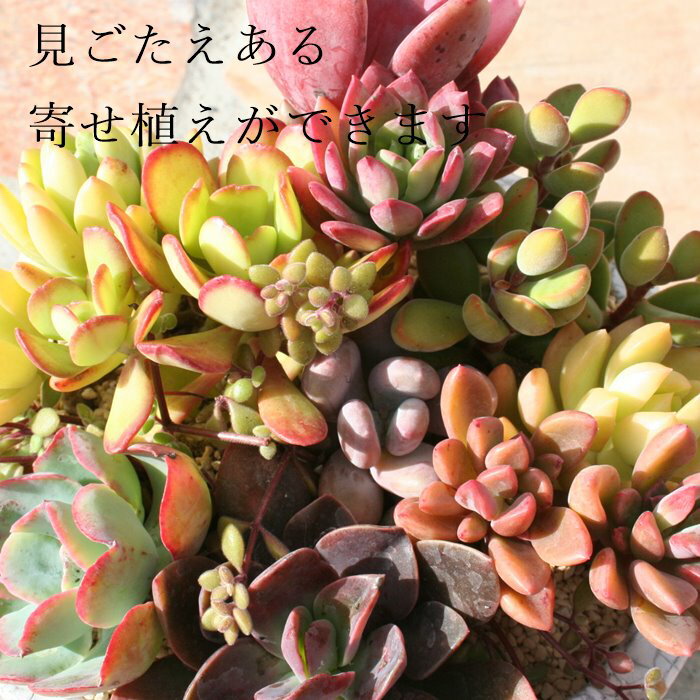 ¿����ʪ SM�������� ̾���ʤ�50�ĥ��å� ¿����ʪ��º��դ���