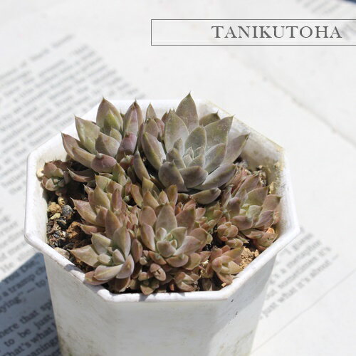 対馬岩蓮華オロスタキスMサイズ5....