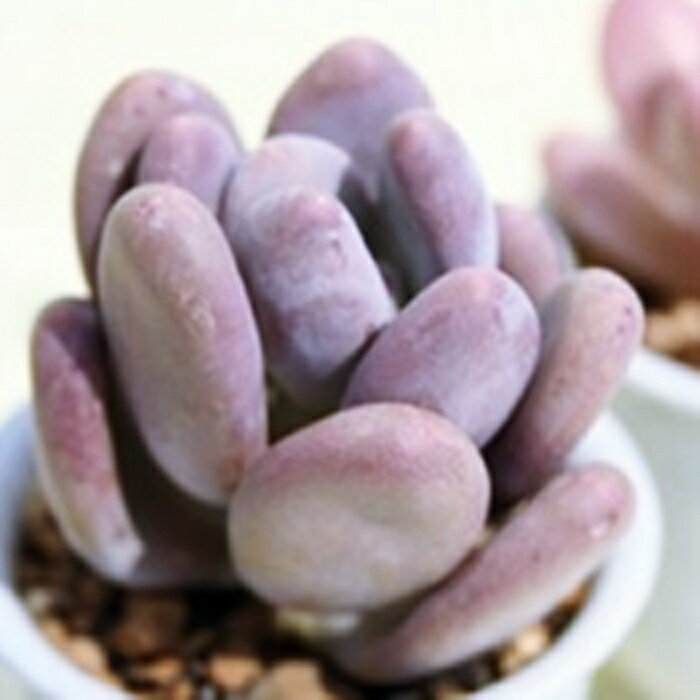 l pLtBc MTCY6cm|bg PACHYPHYTUM OVIFERUM `^ td˂^Cv ꂢ 񂹐Aɂ  pLxA