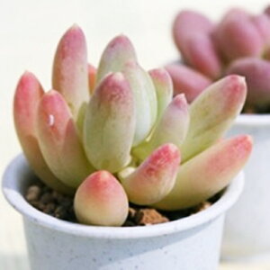 京美人 パキフィツム Mサイズ6cmポット PACHYPHYTUM KYOUBIJIN 小〜中型種 葉を重ねるタイプ きれい 寄せ植え 肉厚 パキベリア 肉厚 パキベリア 多肉植物