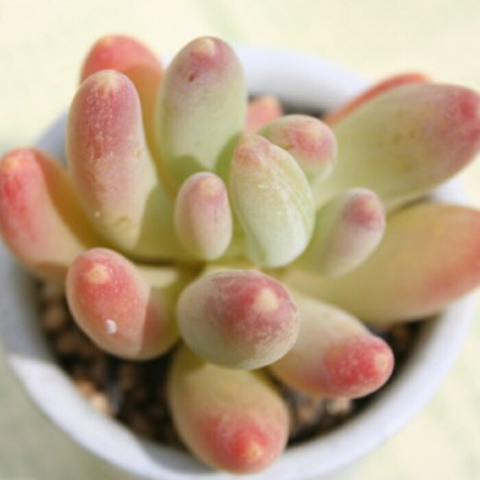 多肉植物 京美人 パキフィツム Pachyphytum KYOUBIJIN 肉厚 寄せ植え インテリア ...