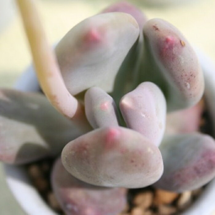 多肉植物 グルチニカウレ パキフィツム Pachyphytum glutinicaule 肉厚 寄せ植え ...