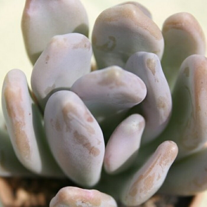 多肉植物 藤美人 パキフィツム Pachyphytum fujibijin 肉厚 寄せ植え インテリア ...