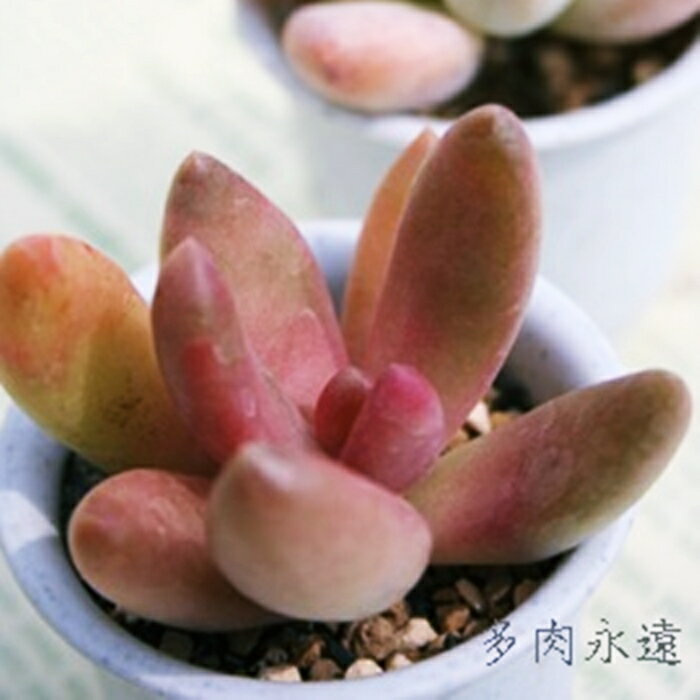 楽天株式会社多肉永遠楽天市場店オビリデ パキフィツム Mサイズ6cmポット PACHYPHYTUM OVILIDE 小〜中型種 葉を重ねるタイプ きれい 寄せ植えにも 肉厚 パキベリア 多肉植物 耐寒性多肉植物