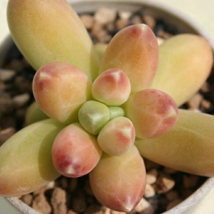 多肉植物 ブラクテオサム パキフィツム Pachyphytum bracteosum 寄せ植え インテリ...