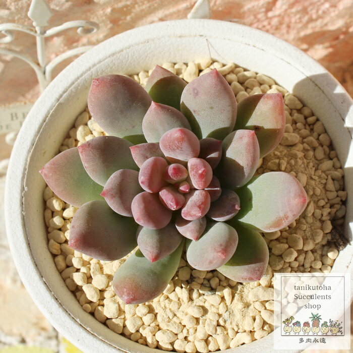 グレープキャンディー パキフィツム Mサイズ 5.5cmポット pachyphytum grape canday 薔薇咲 多肉植物 小～中型種 ロゼットタイプ きれい かわいい