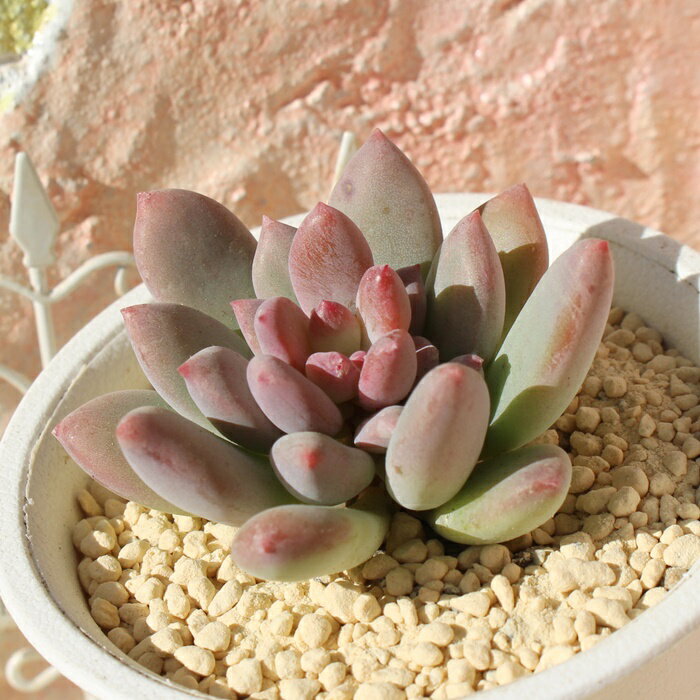 グレープキャンディー パキフィツム Mサイズ 5.5cmポット pachyphytum grape canday 多肉植物 小～中型種 ロゼットタイプ