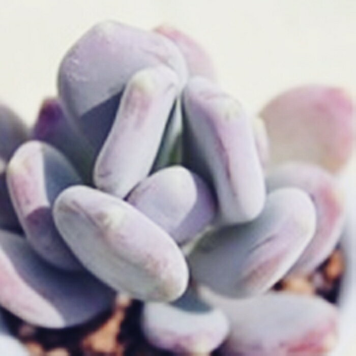 多肉植物 キャンディー パキベリア Pachyveria 'Dr.Cornelius' 肉厚 寄せ植え イン...