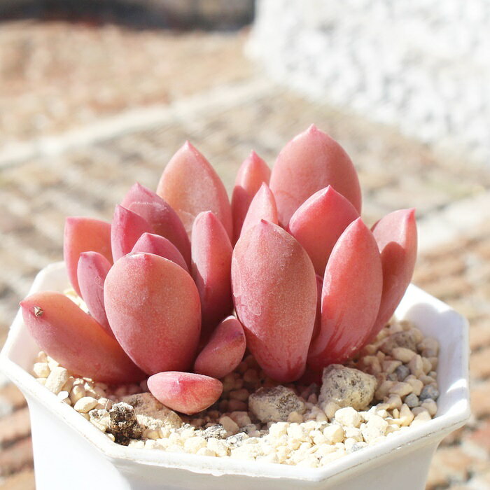 多肉植物 レズリー パキベリア Pachyveria 'Leslie' 肉厚 寄せ植え インテリア ガ...
