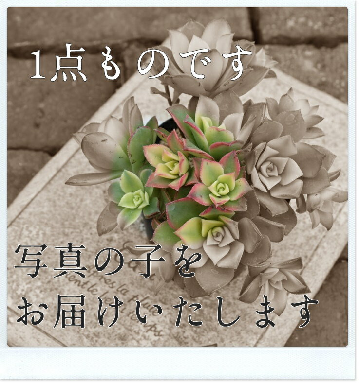 おかもちホワイトサキュレント 送料無料 多肉永遠オリジナルエケベリア苗S付 多肉植物おかもち 木箱 イベント箱 多肉永遠おかもち 多肉カゴ 多肉バック 1点もの 3