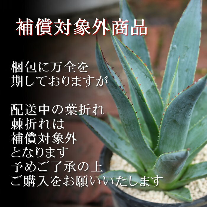 ������ �����Υ� �������� ���տ�ʪ ¿����ʪ Agave titanota 'Caesar' ����ƥꥢ �ﵯʪ ���� �ɥ饤�����ǥ� ��Ƥ䤹�� ¿ǯ��