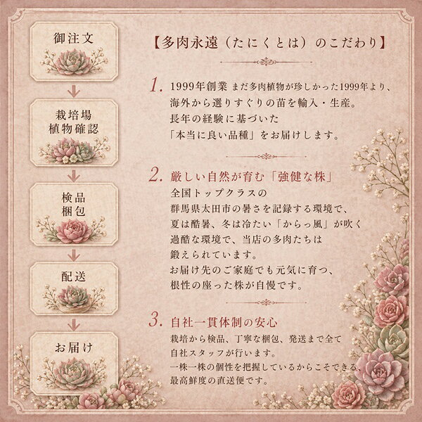 多肉植物トレーSサイズハーフ64個12種6～4個彩セット 送料無料 卸販売 寄せ植え 観...