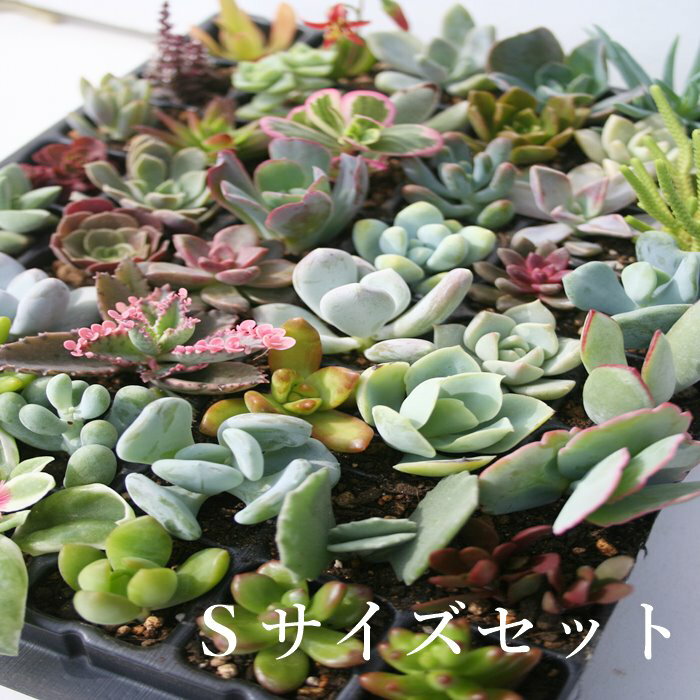 楽天市場】多肉植物 セット(贈り相手親)の通販 楽天市場】多肉植物 セット(贈り相手親)の通販