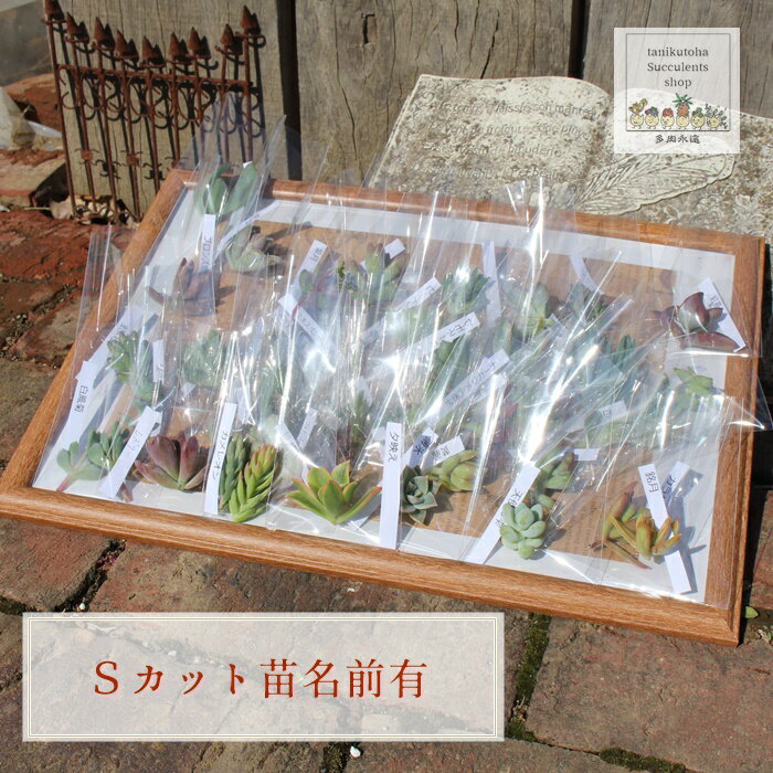 多肉植物 Sサイズ カット苗 名前付き 20個セット 寄せ植え用苗 アレンジ苗 弁慶草科 セダム