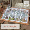 多肉植物Sサイズカット苗名前付き30個セット 寄せ植え アレンジ